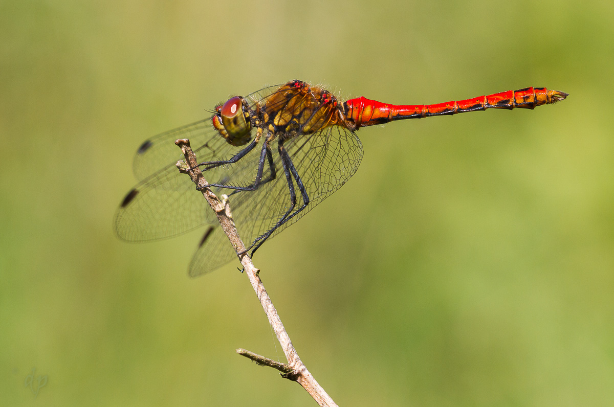 20150710-Sympetrum sanguineum-IMG_3177-3.JPG
