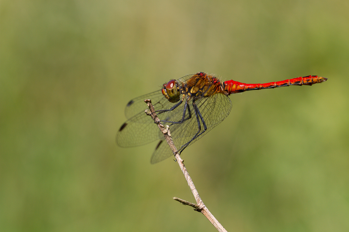 20150710-Sympetrum sanguineum-Original_IMG_3177.JPG