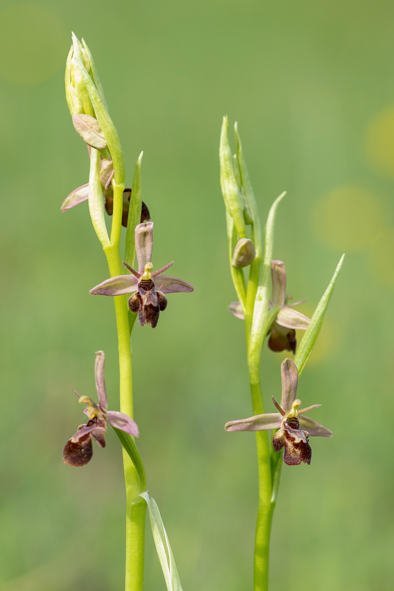 apiferaxinsectifera.jpg