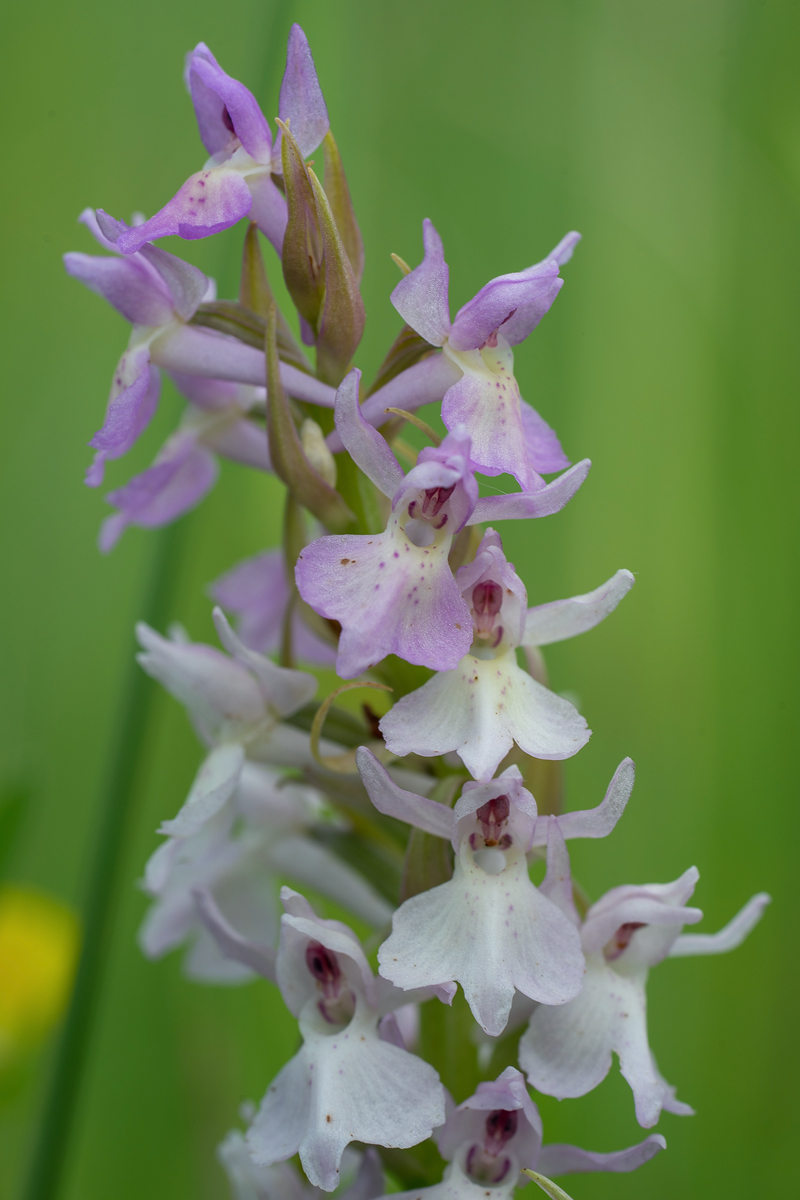 fuchsiixochroleuca2.jpg