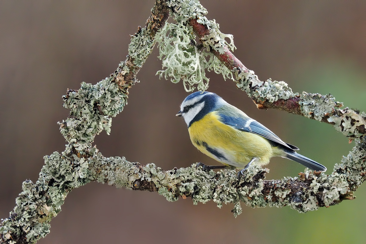 Parus-caeruleus-EG024616---Kopie.jpg