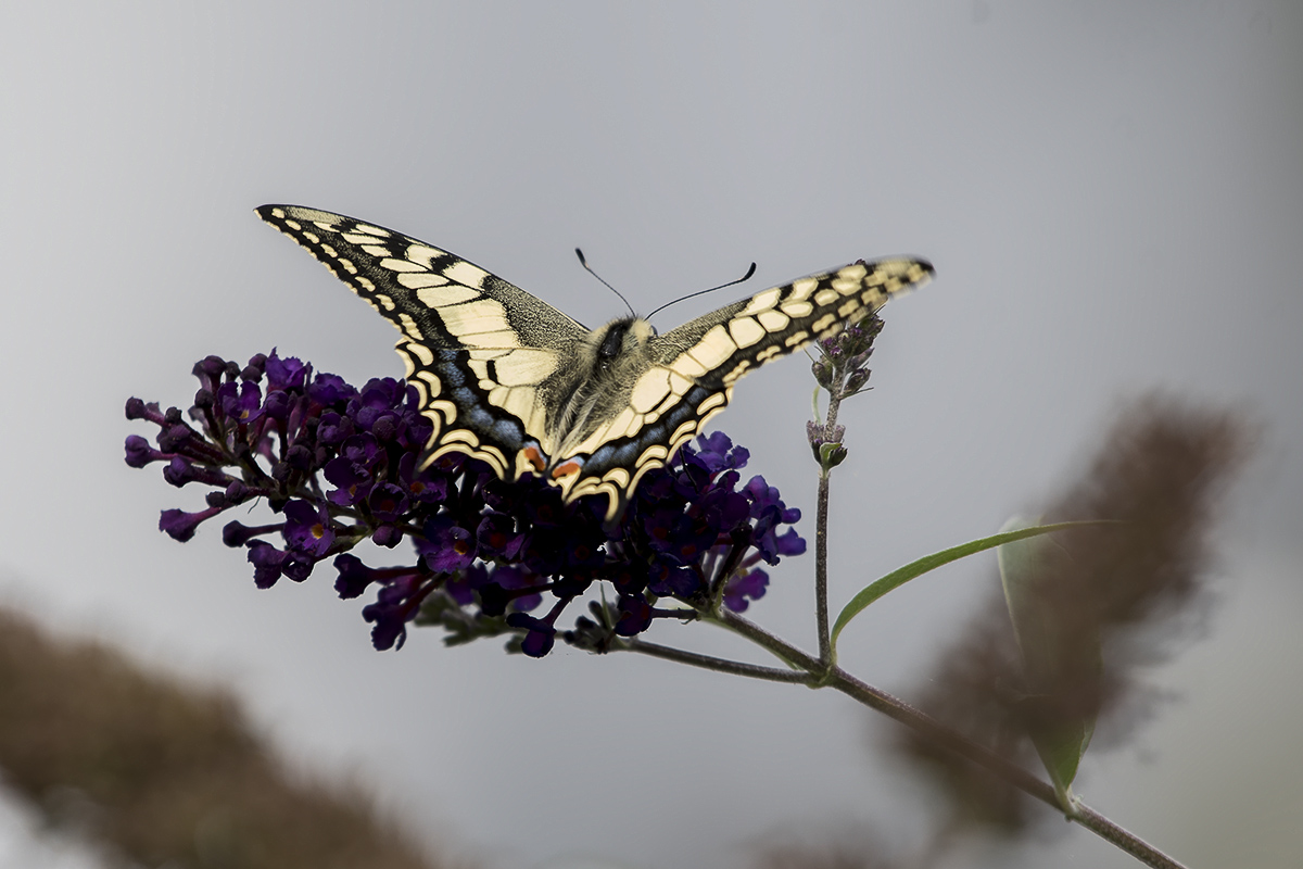 DSC_7518_1200.jpg