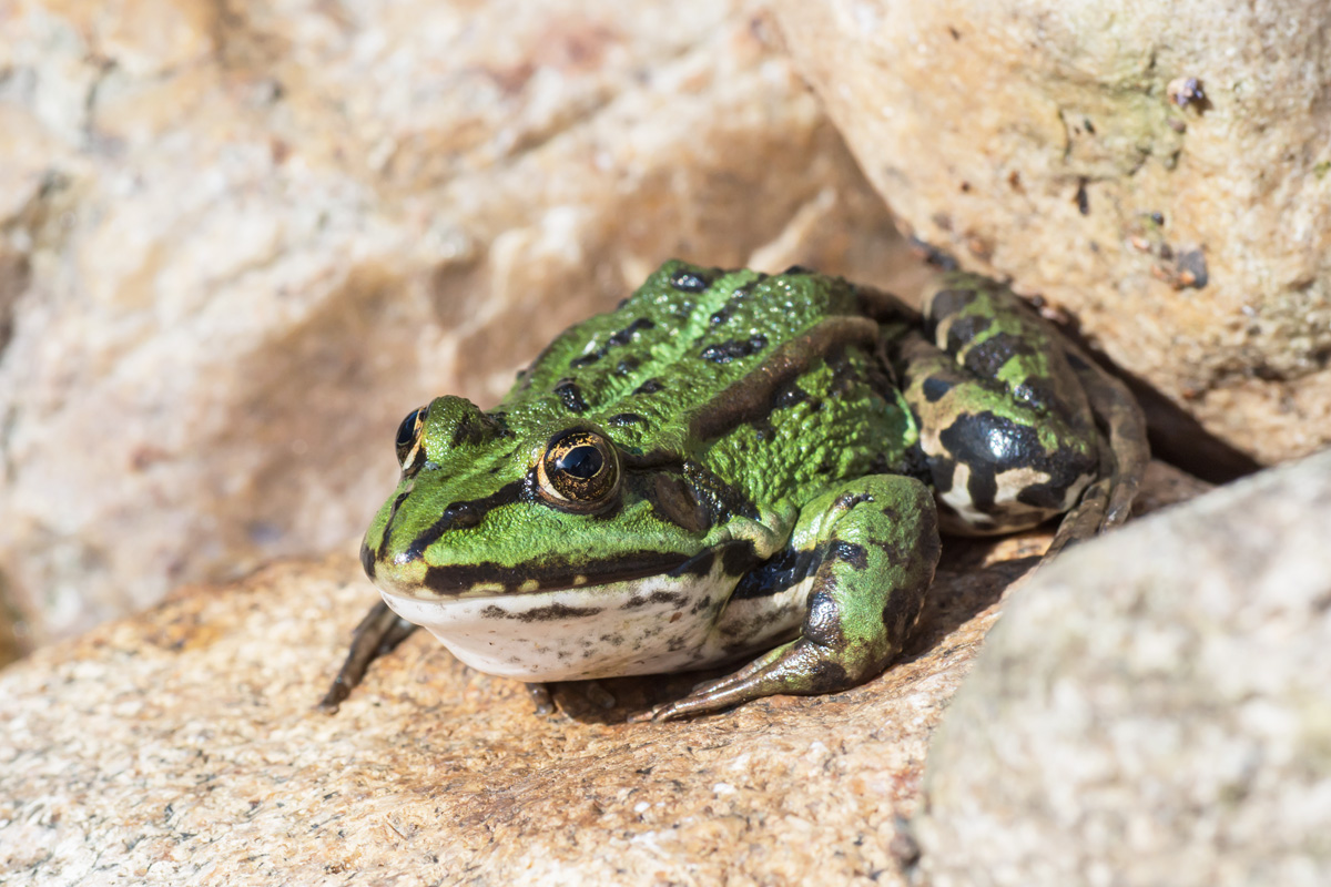 Teichfrosch1_1.jpg