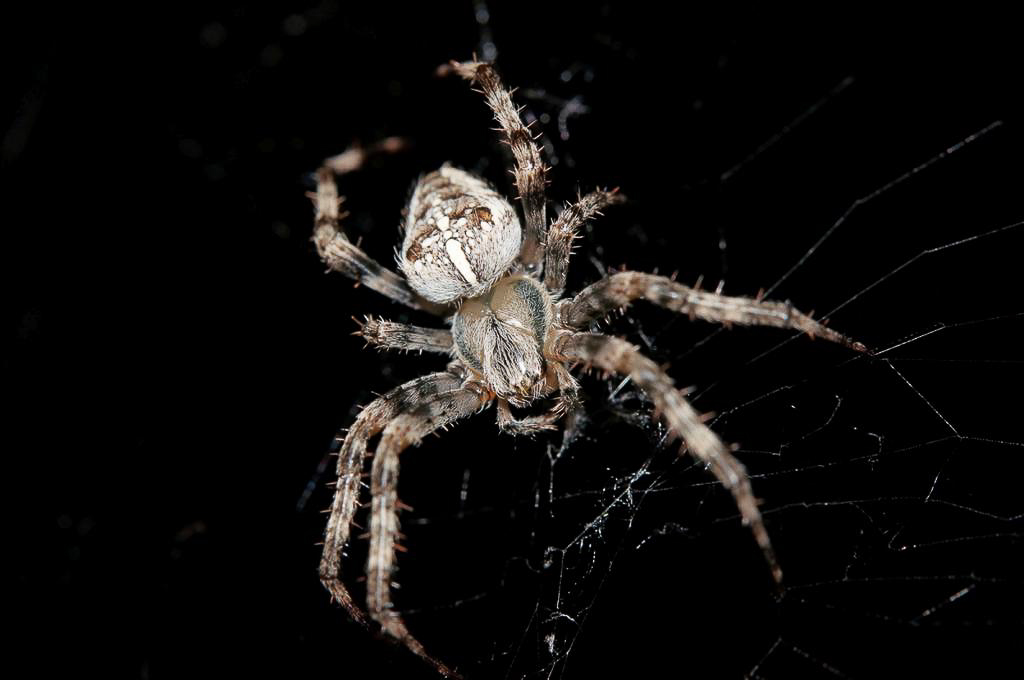 Spinne-.jpg