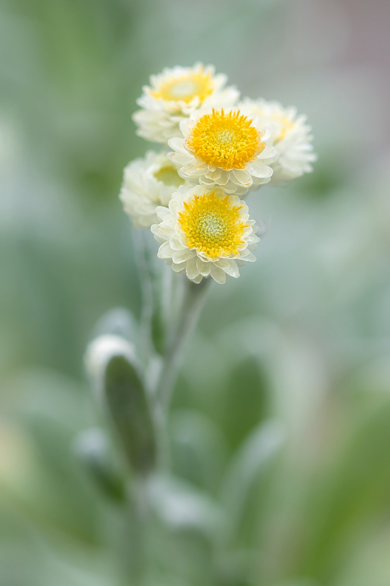 Helichrysum sibthorpii 4667-1; Asteraceae (1).jpg