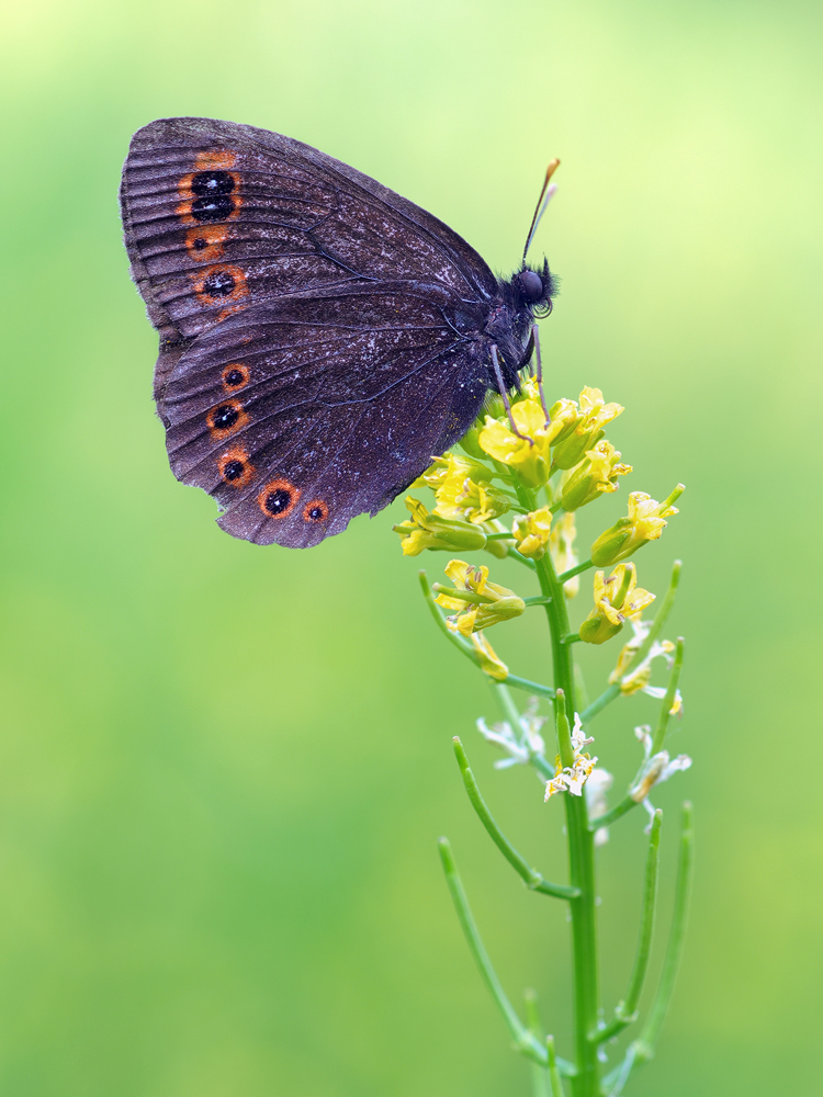 Erebia-medusa-OOG18495---Kopie.jpg