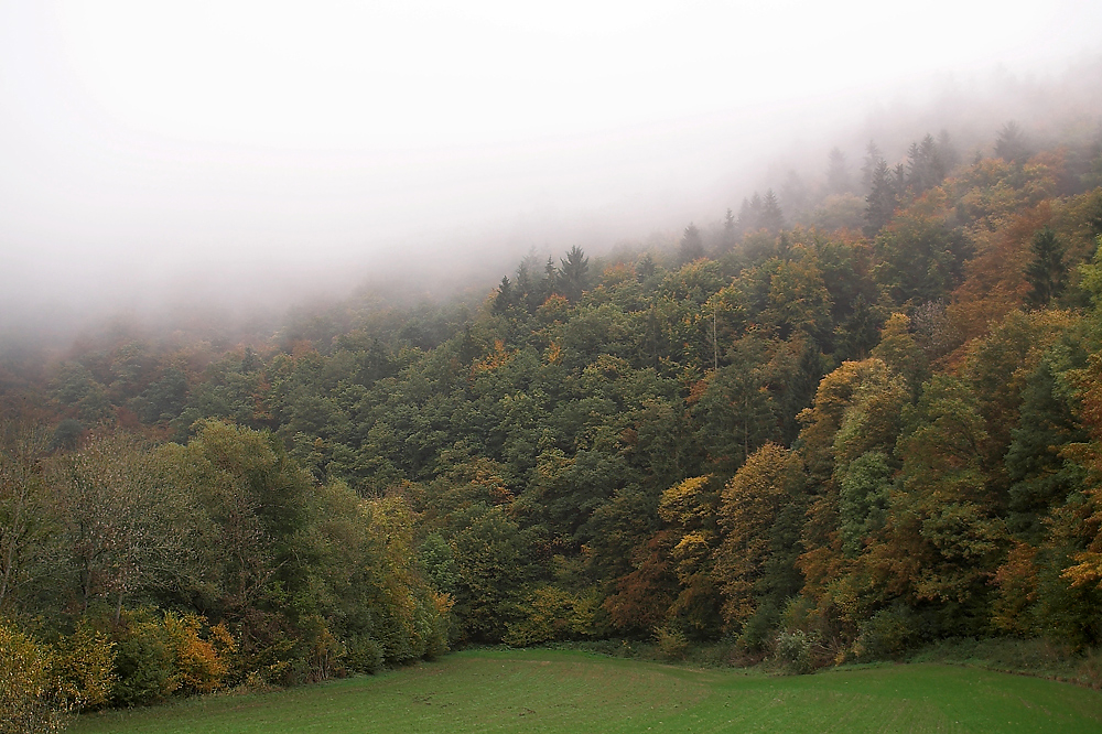 Laubmischwald.jpg