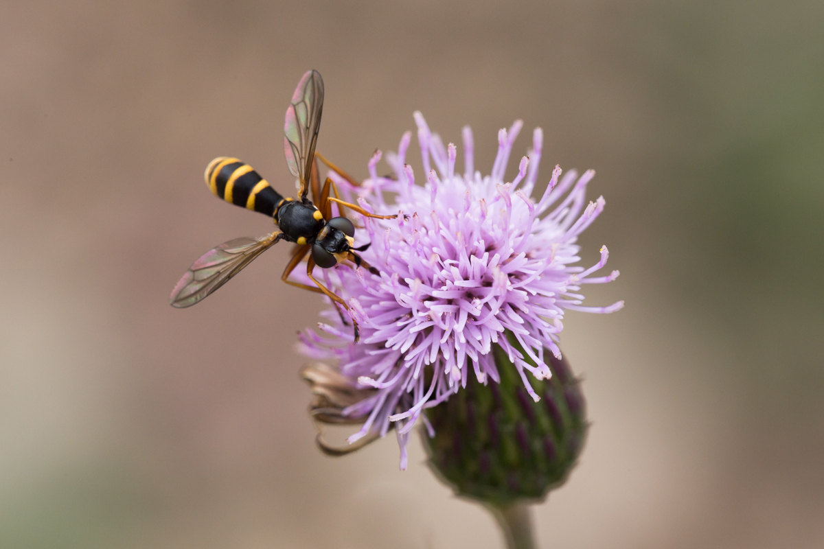 conops quadrifasciatus.jpg