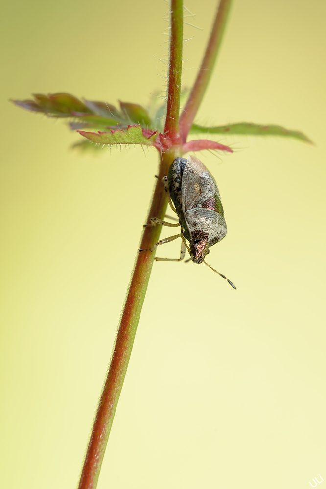 Eysarcoris venustissimus01.jpg