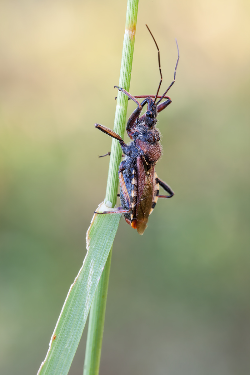 Rhynocoris erythropus 01.jpg