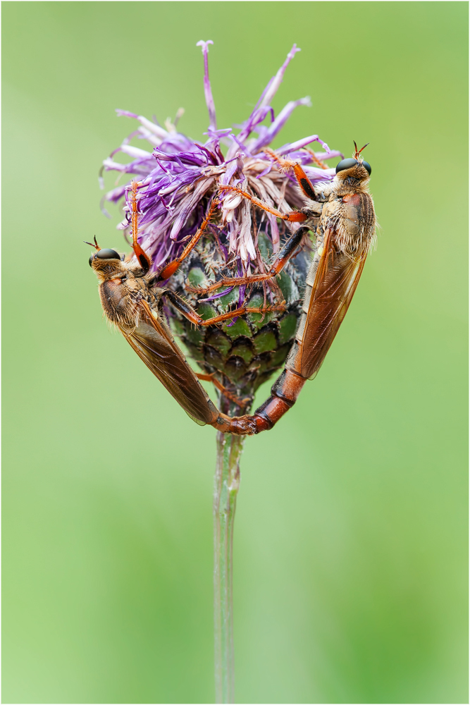 Stenopogon-sabaudust-Paarung.jpg