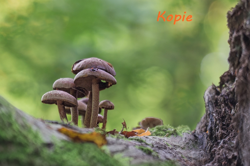 pilze q Kopie_kopie.jpg