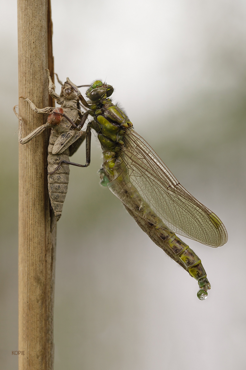 20130510_0268-69-Kopie-JM.jpg