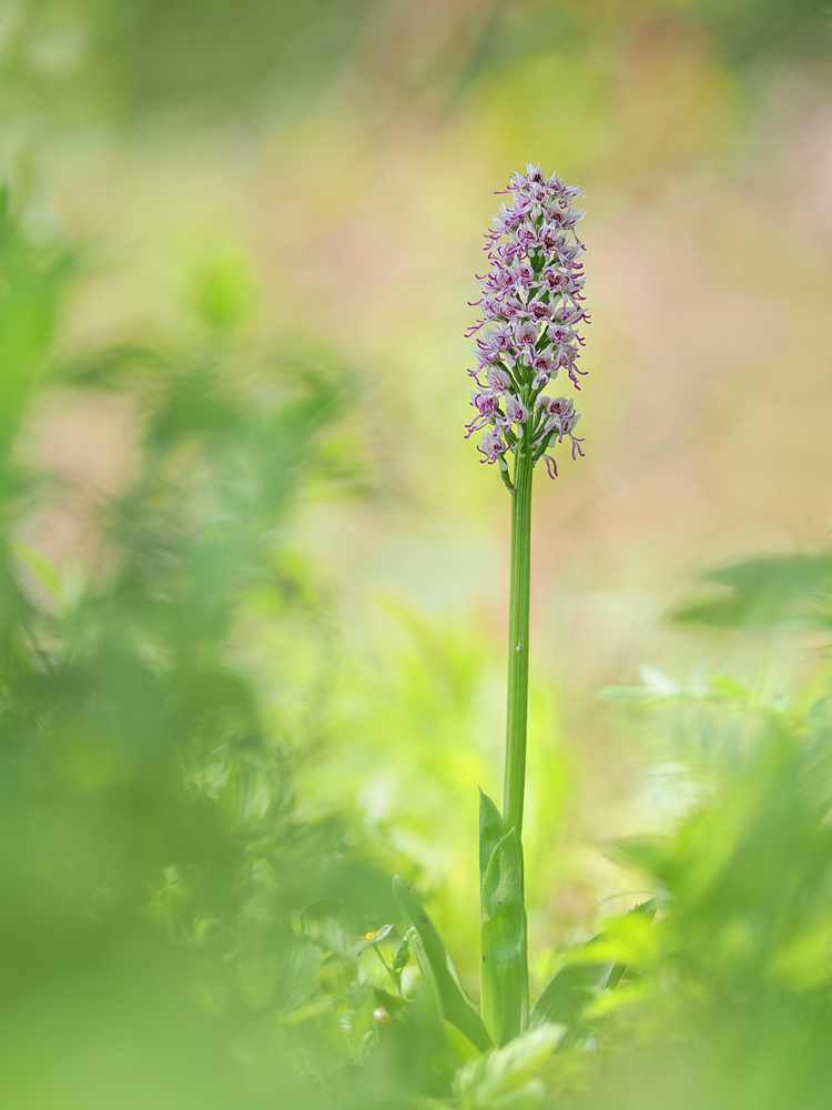 Orchis-simia-OOG56452_1---Kopie.jpg