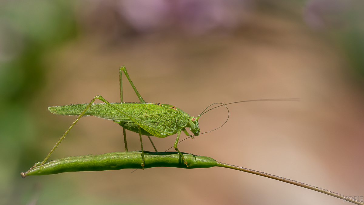 Gemeine Sichelschrecke 6-1200-4.JPG