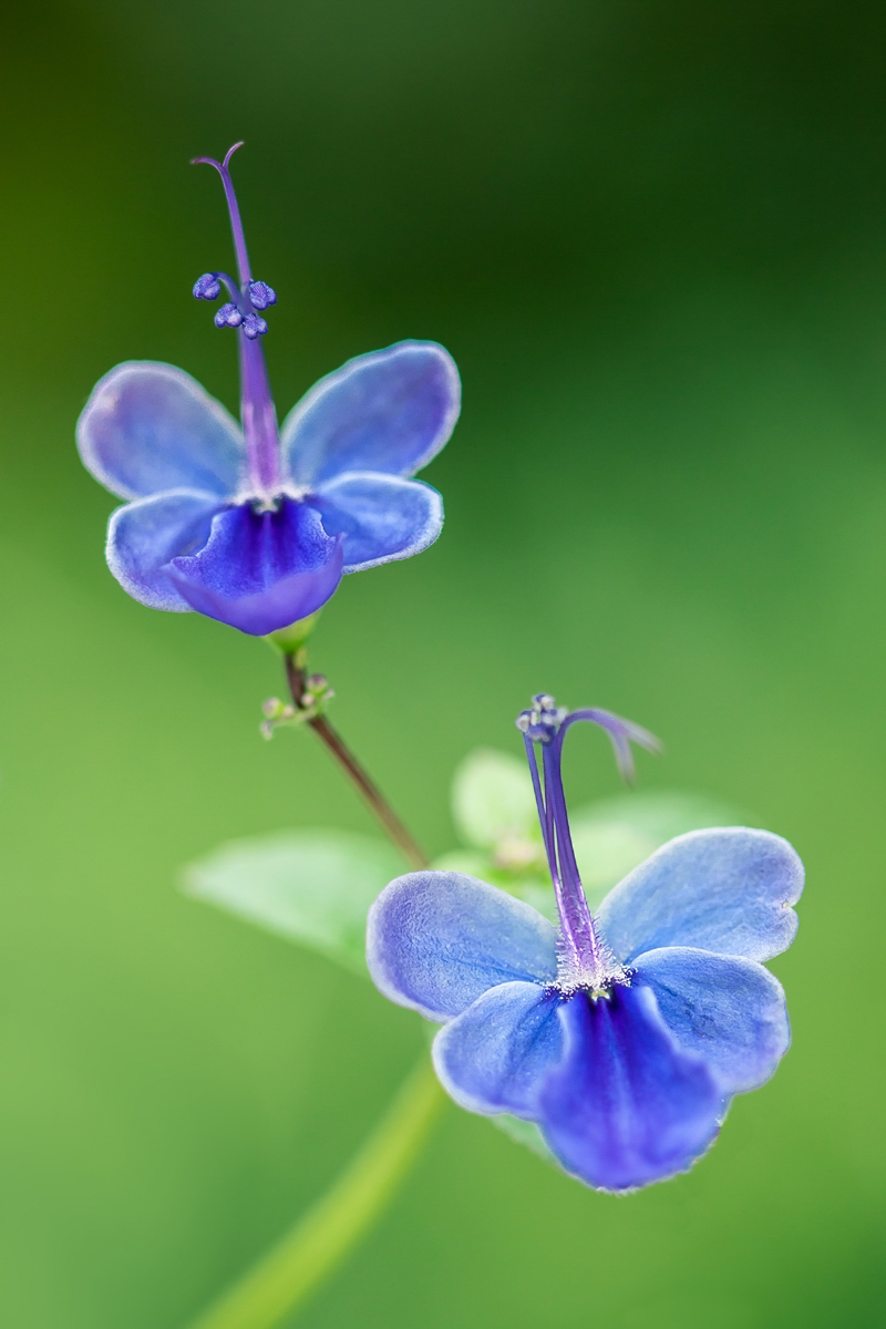 Rotheca myricoides 0396-2; Lamiaceae (2).jpg