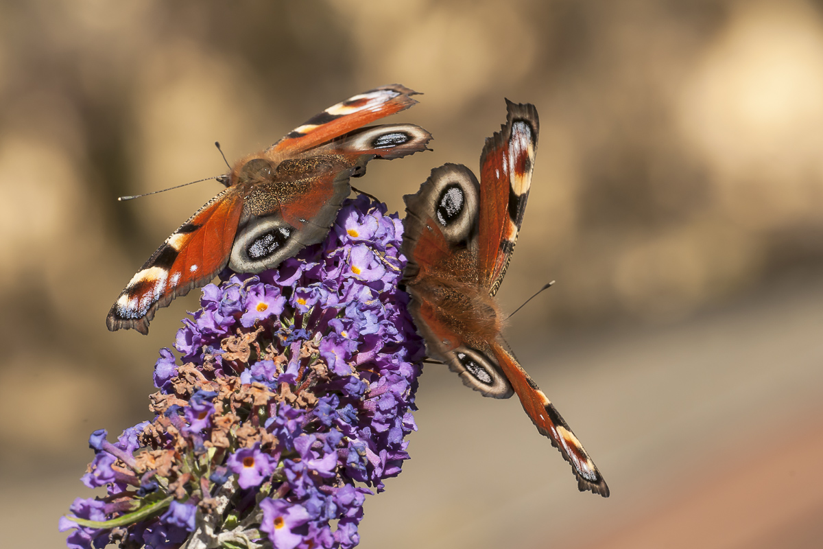 Tagpfauenauge 2 1.jpg