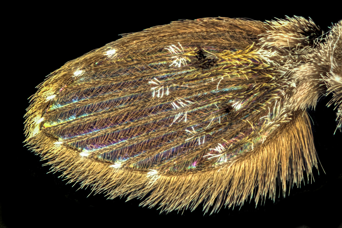 Fliegenflügel_final-Bearbeitet.jpg