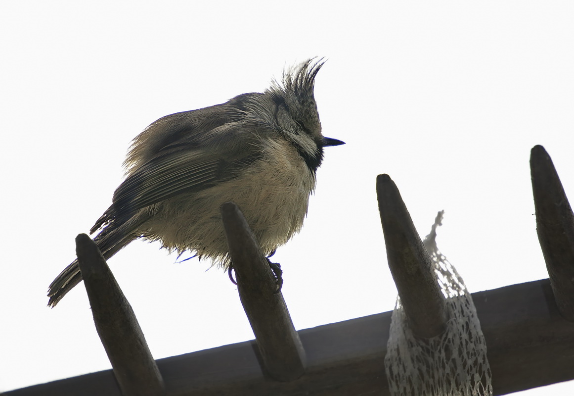 DSC04423 Haubenmeise in Nöten... kl.jpg