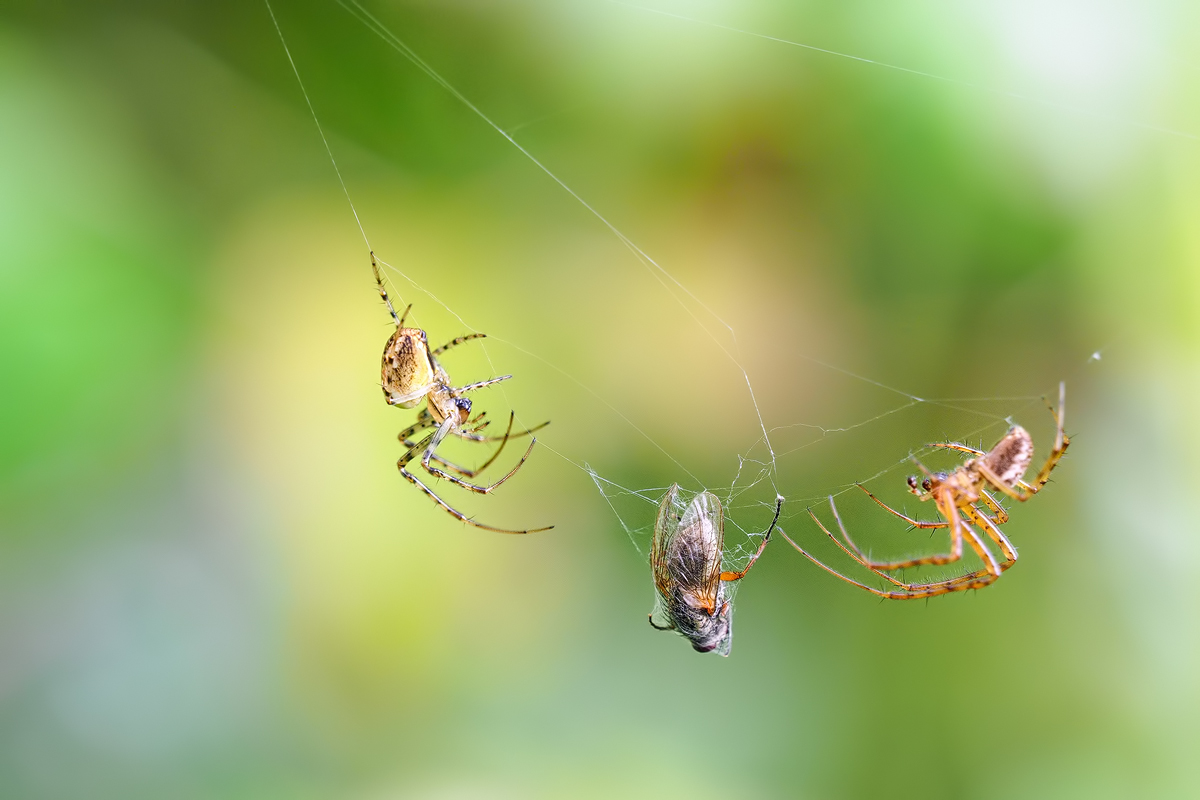 Spinne-OOG58286---Kopie.jpg