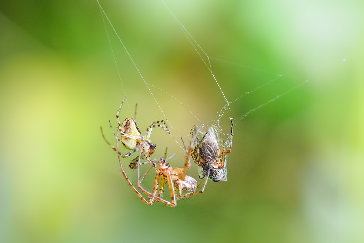 Spinne-OOG58295---Kopie.jpg