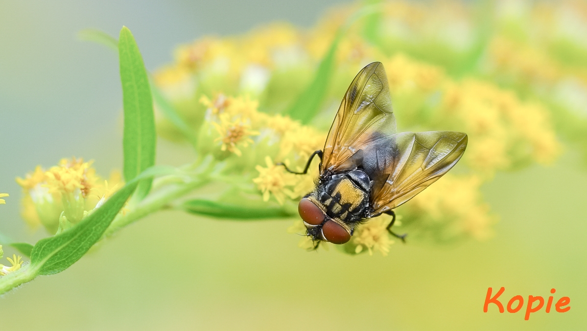 IMG_Fliege-Kopie2_end.jpg