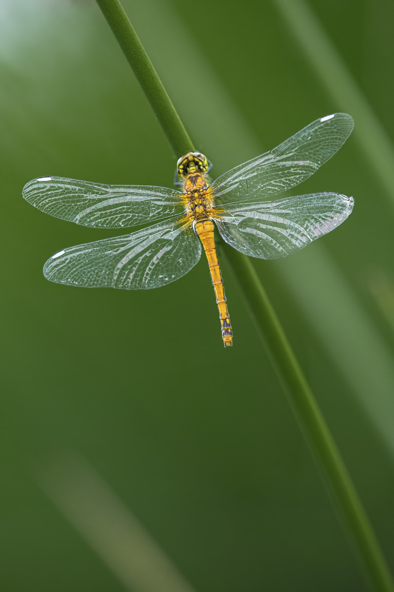 Sympetrum danae.jpg