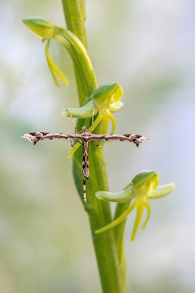 Habenaria tridactylites1-2-2-2.jpg