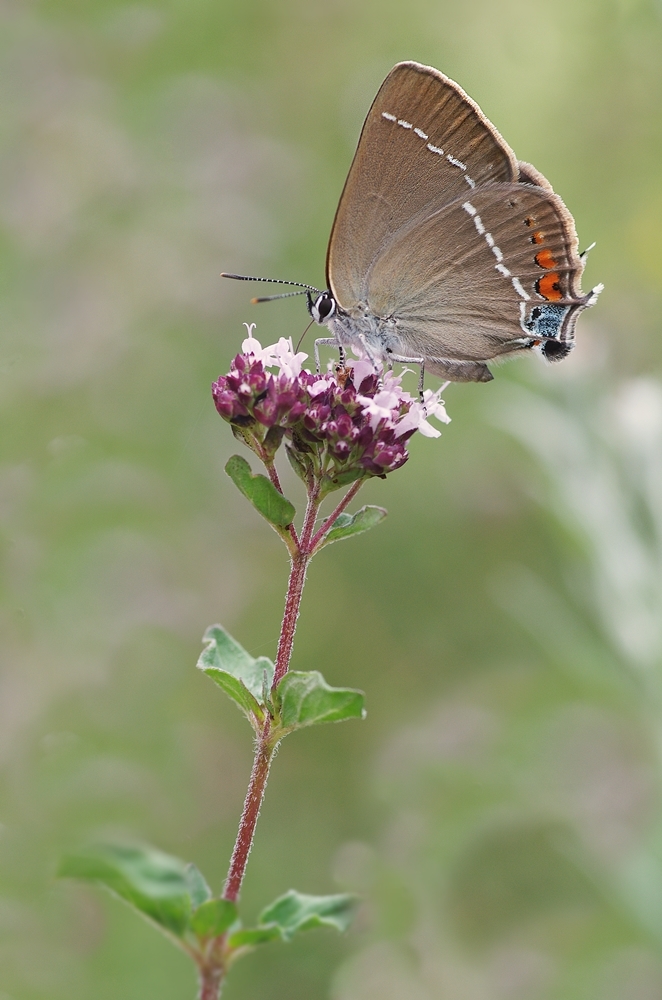 IMGP3150a1000 valwig.JPG