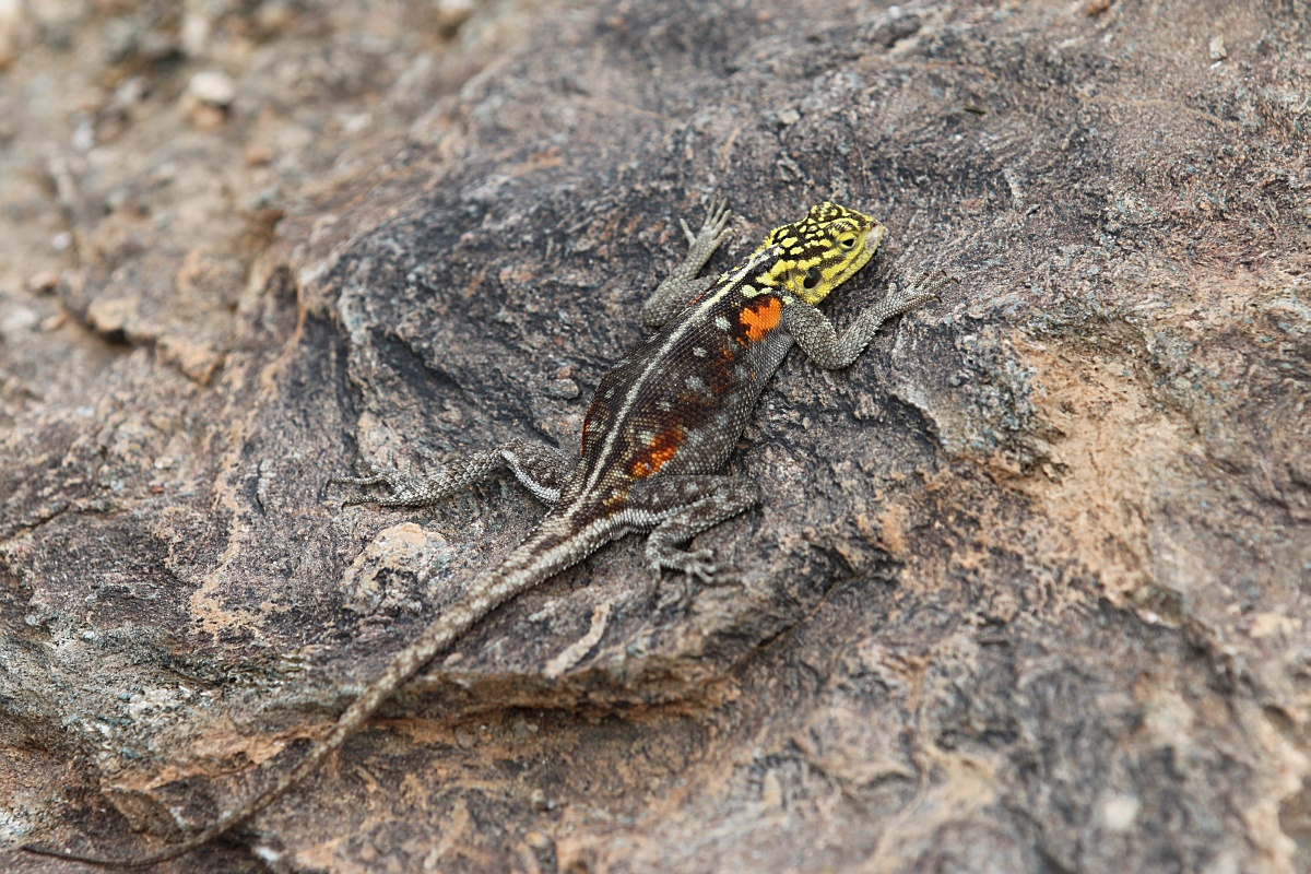 makroforum IMG_5229.jpg