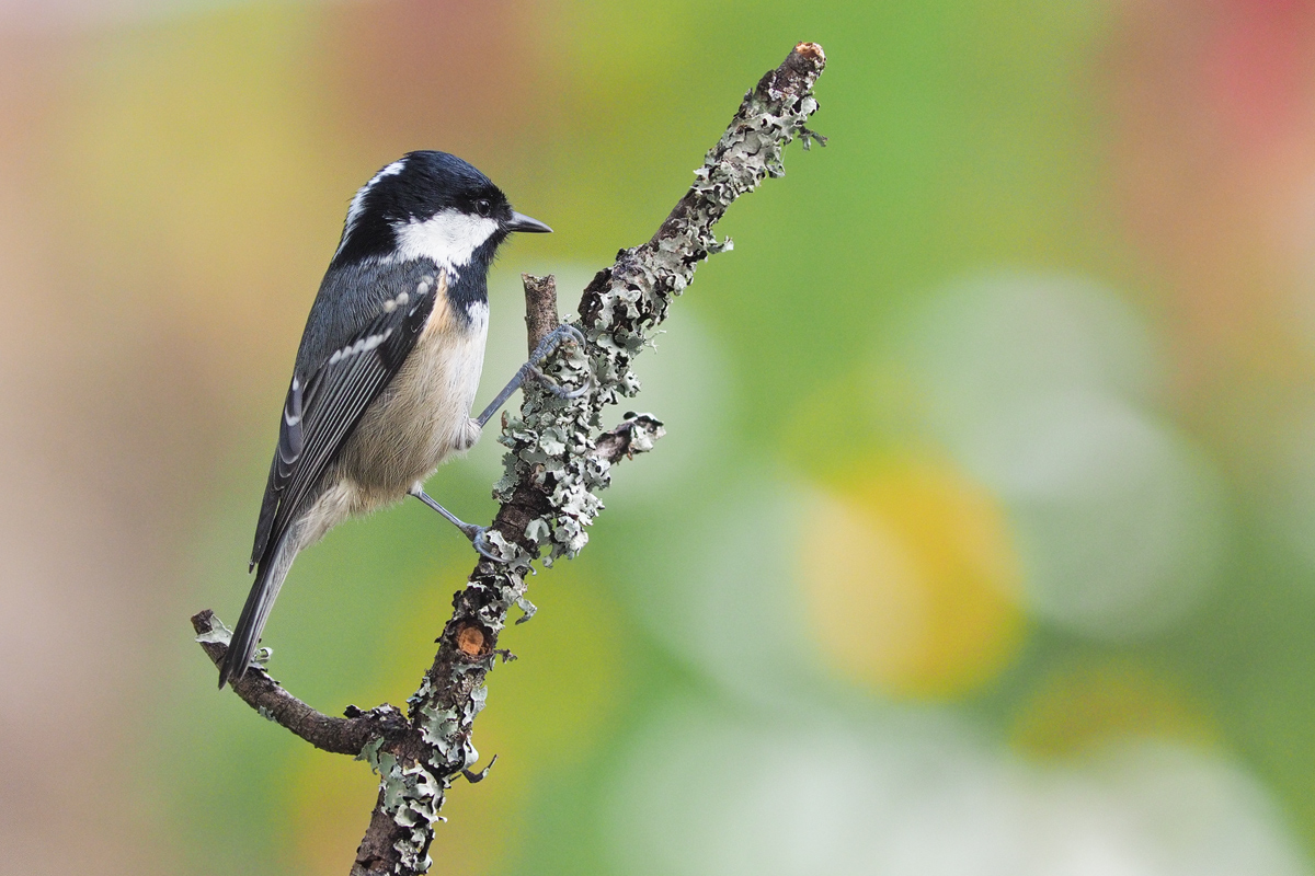 Parus-ater-OOG19488---Kopie.jpg