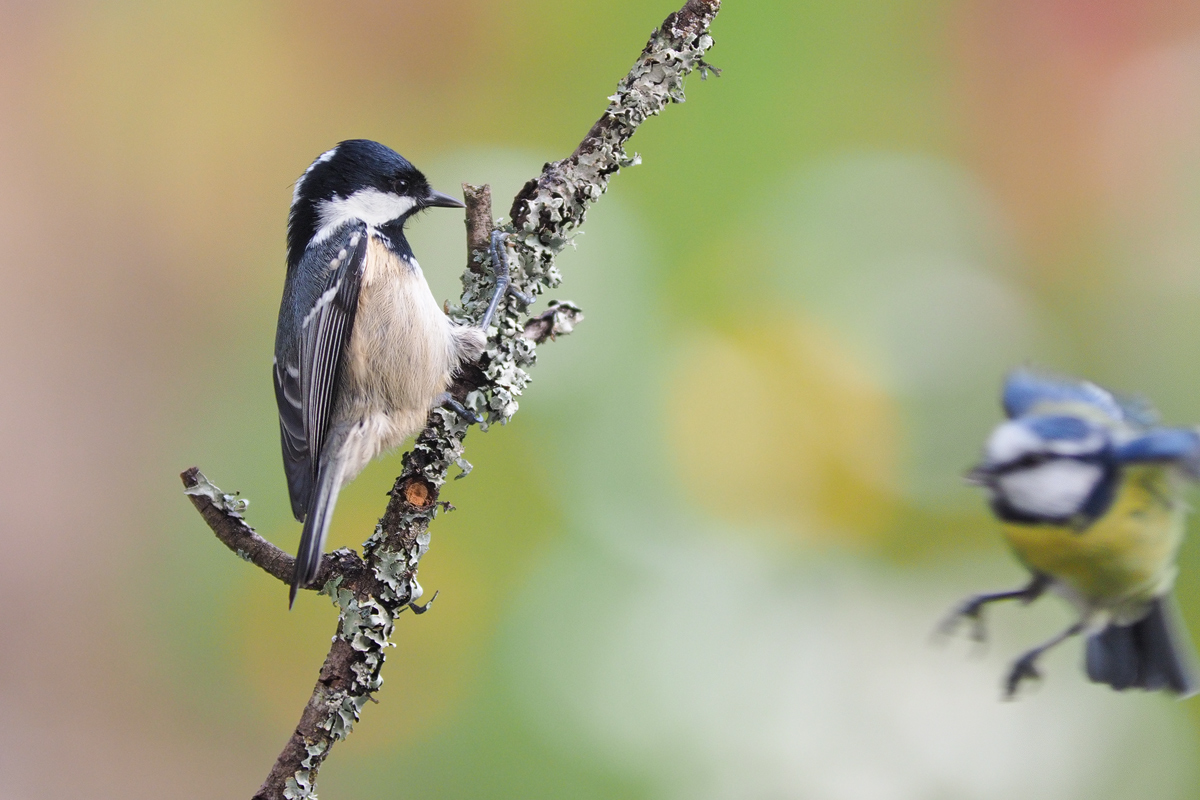 Parus-ater-OOG19463---Kopie.jpg
