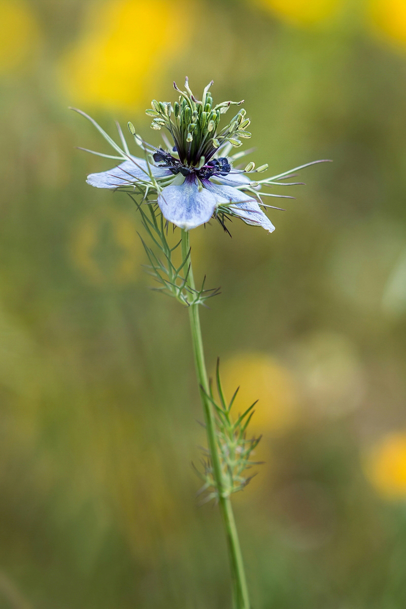 Nigella damascena; Ranunculaceae (1).jpg