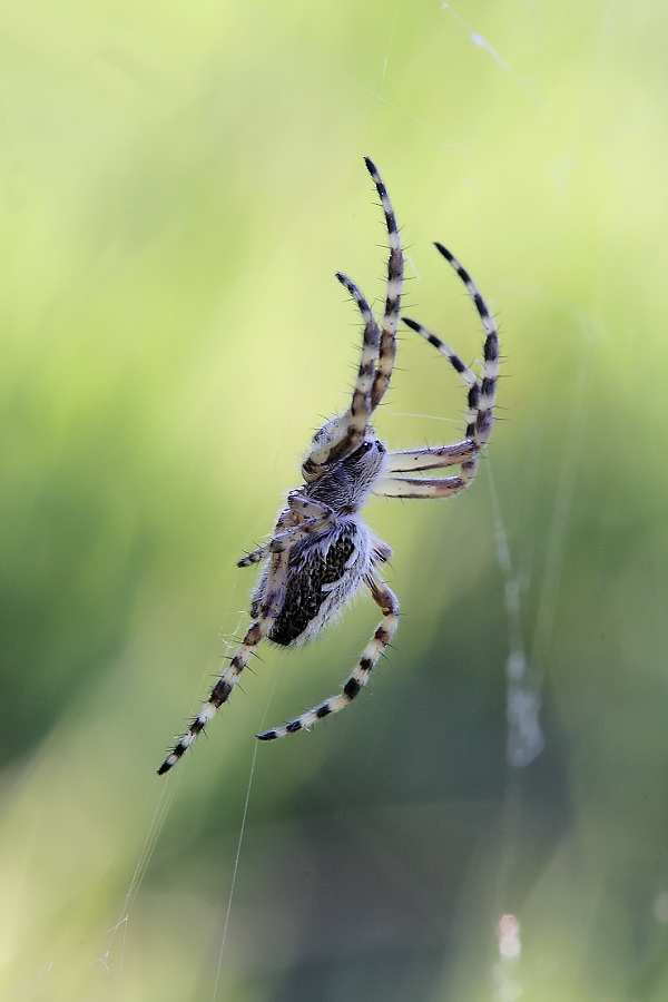 7805Eichblatt-Radnetzspinne (Aculepeira ceropegia)+++.JPG