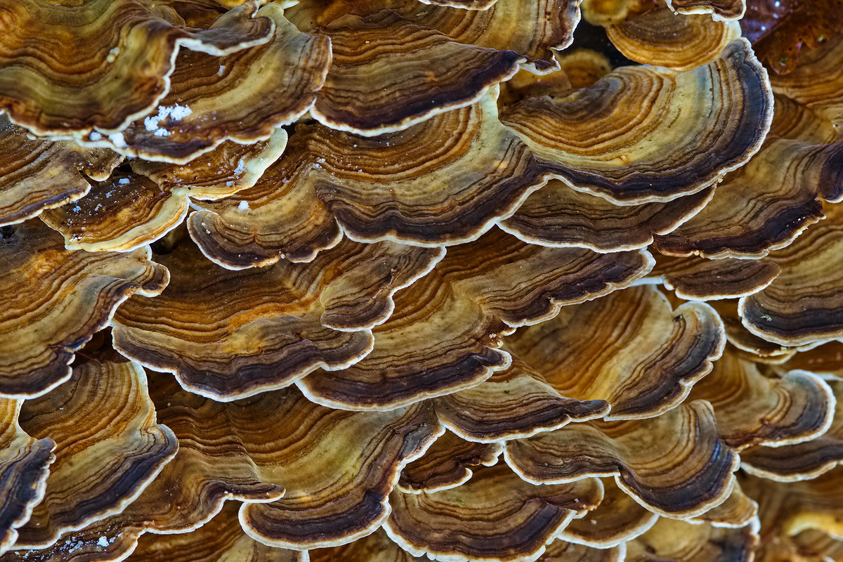 Trametes-Versicolor-Upload.jpg