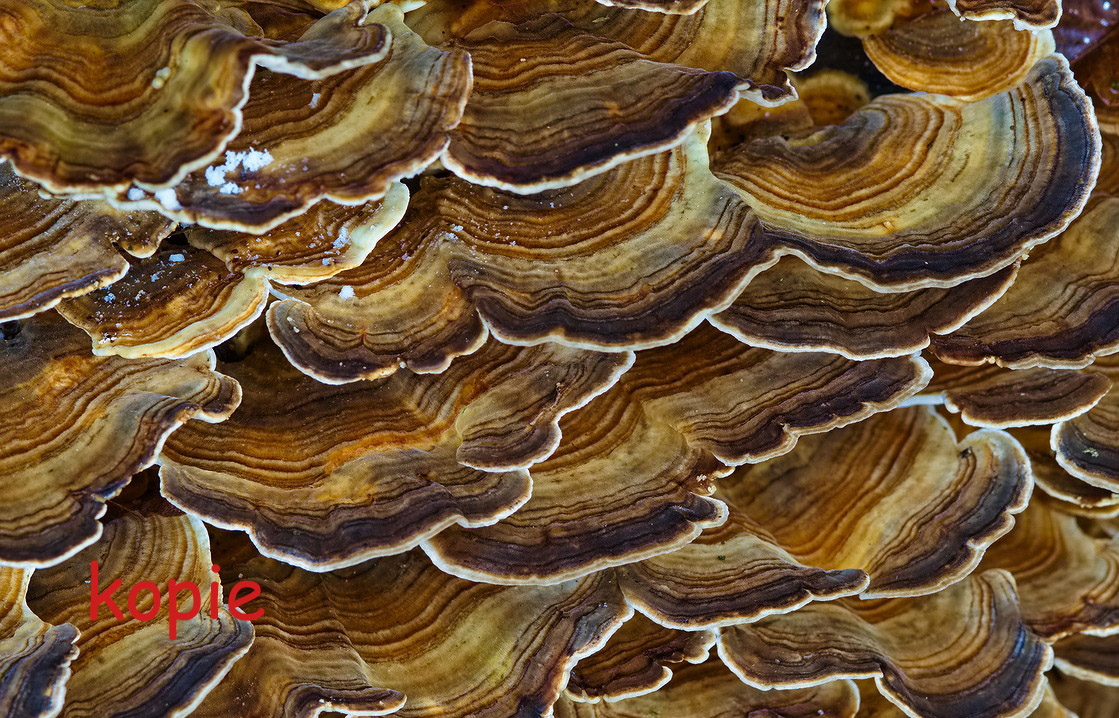 Trametes-Versicolor-Upload Kopie.jpg