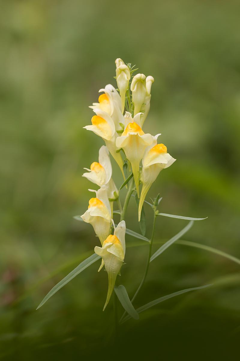 IMG_1475 Schabelblüte.jpg