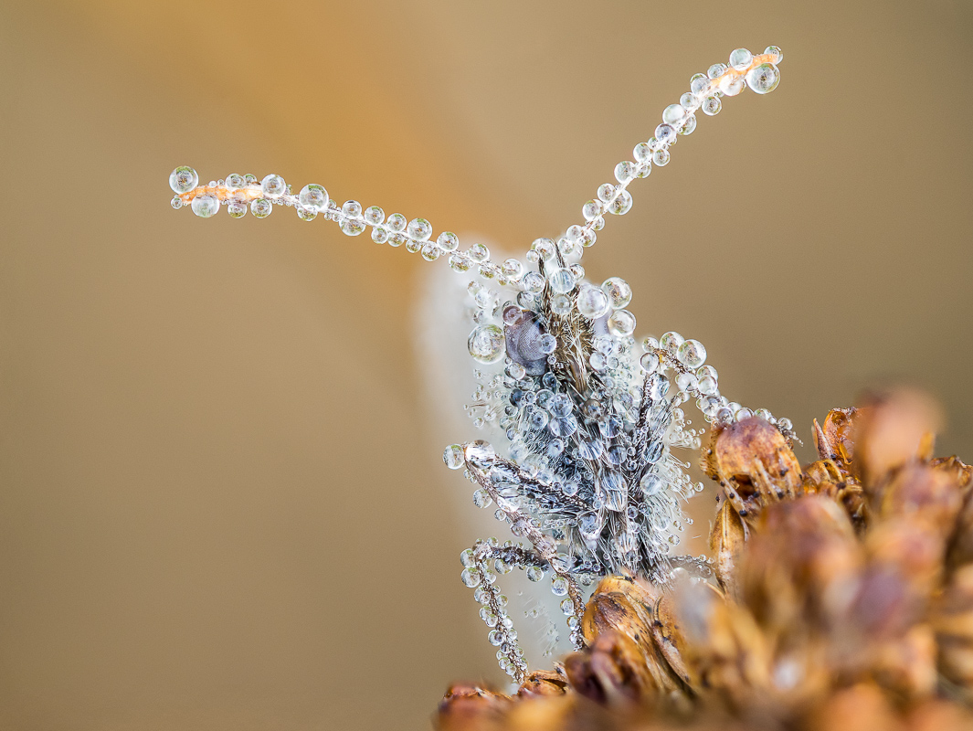 Tropfenwesen  (1 von 1).jpg