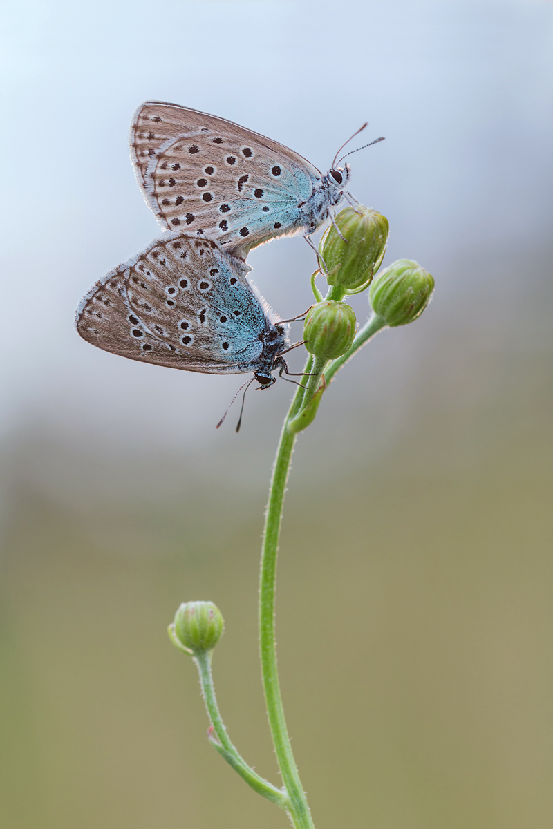 Blau Kopie (1).jpg