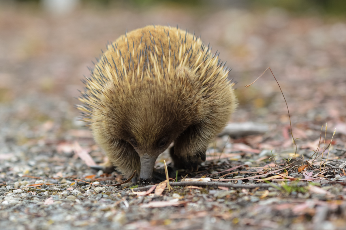 Tasmanischer Igel-6351.jpg