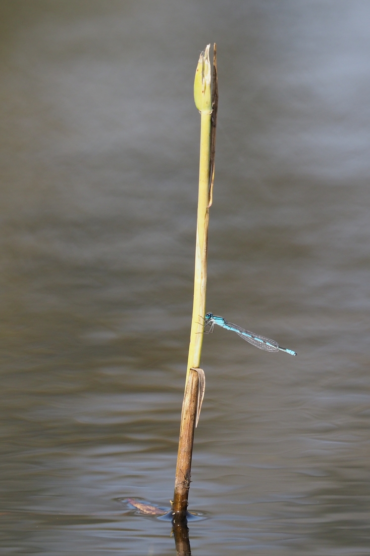 PA165767.1.jpg