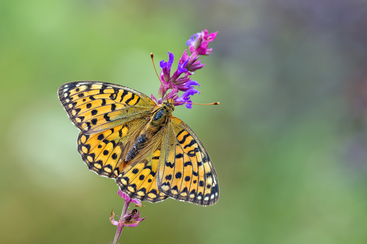 Argynnis-aglaja-OG308368---Kopie.jpg
