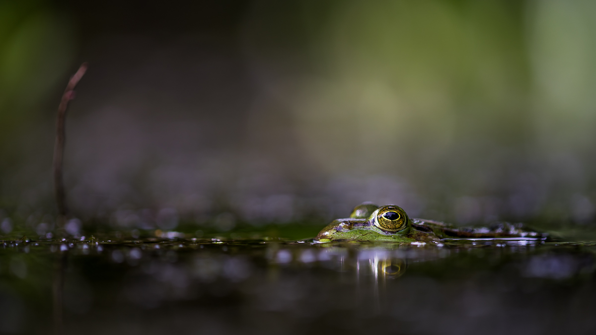 Seefrosch  (1 von 1).jpg