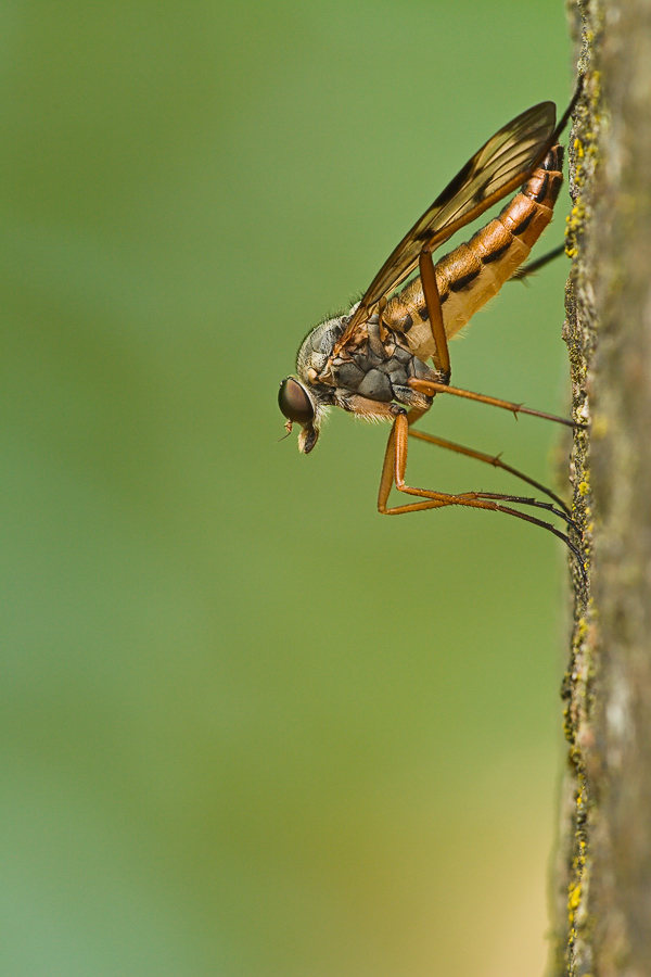 _MG_5440_Schnepfenfliege,w.jpg