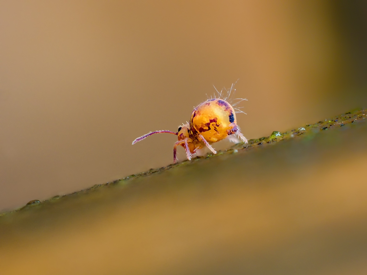 kugel08 (1 von 1)-2.jpg