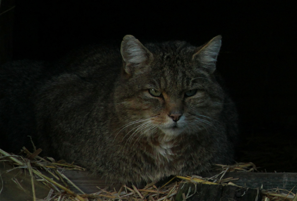 wildkuder NP Mühlenhagen01makro.jpg