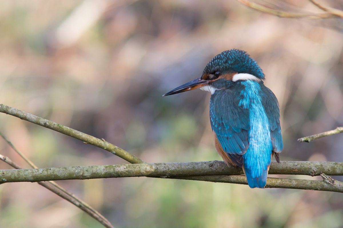 Eisvogel 2 Forum_.jpg