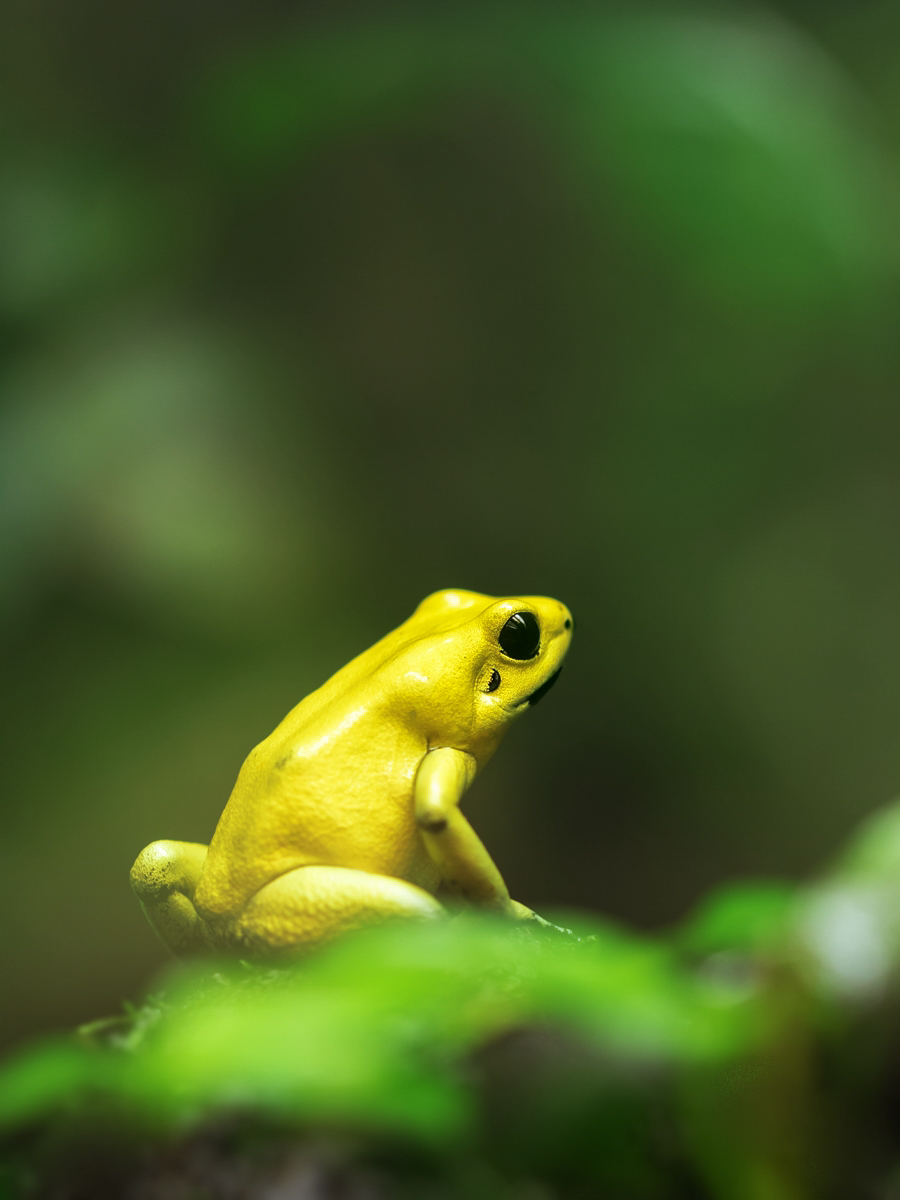 Phyllobates terribilis Schrecklicher Pfeilgiftfrosch (1).jpg