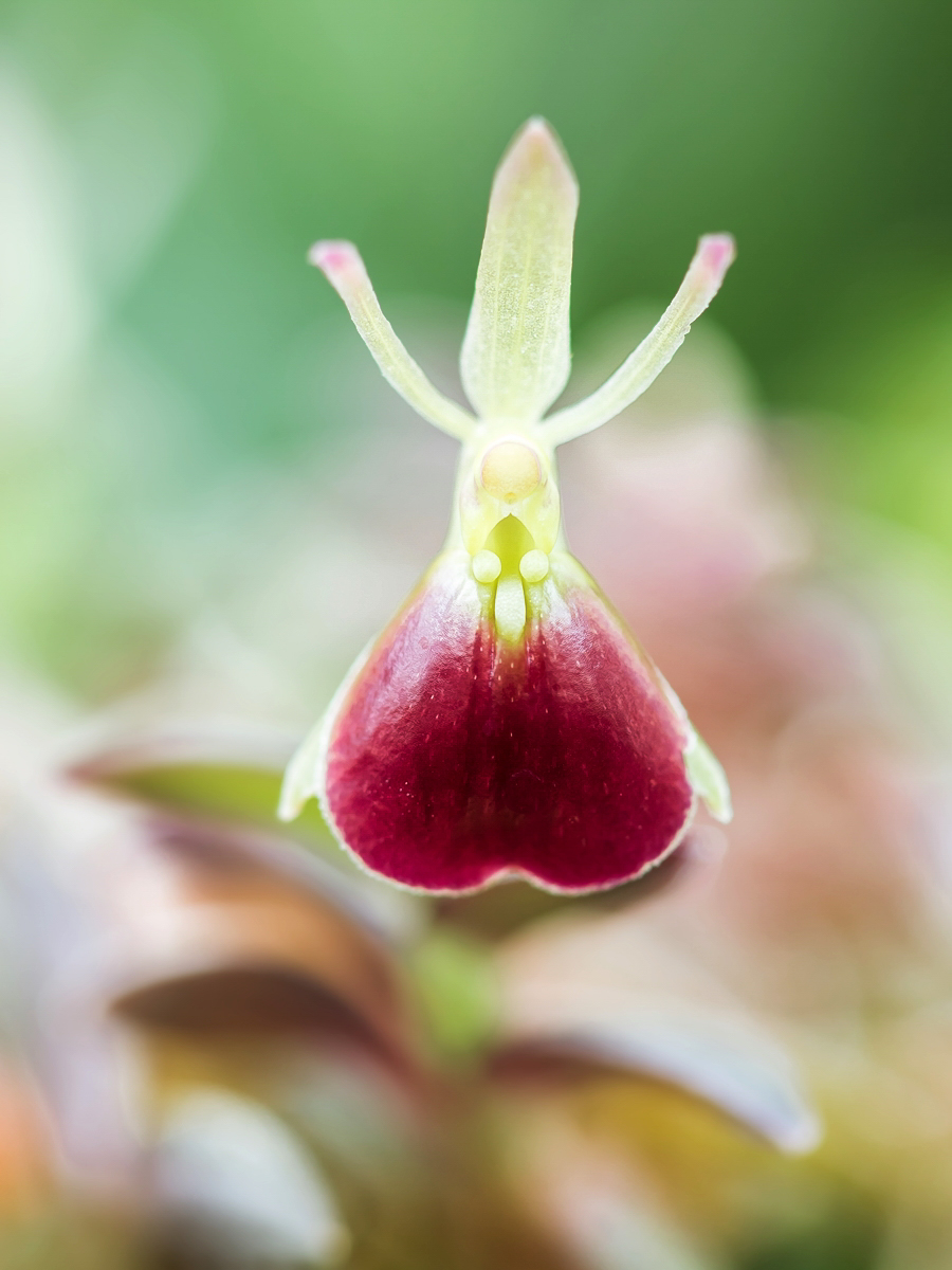 Epidendrum porpax 5263-1; Orchidaceae (2).jpg