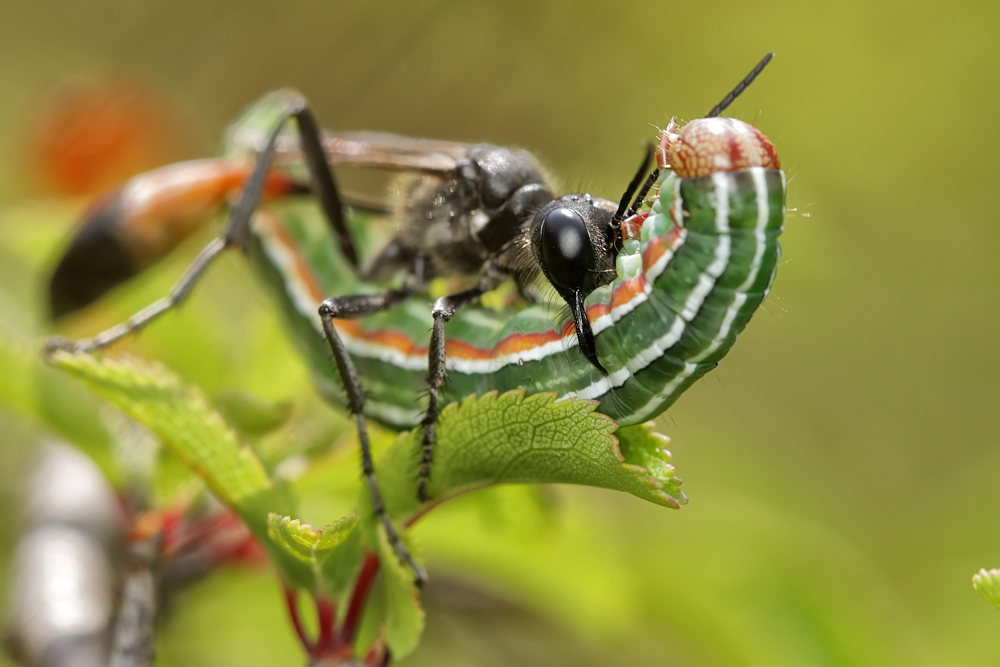 Ammophila - Sandwespe - Eulenraupe 01.jpg